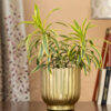 Cosie Coral Planter - Gold