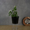 Florinox Iron Planter