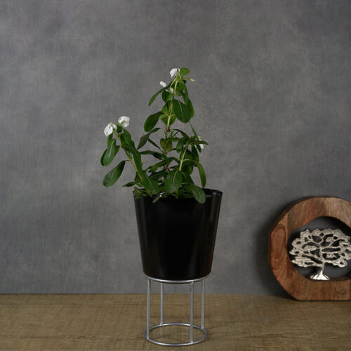 Florinox Iron Planter