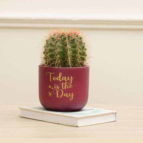 Good Day Planter