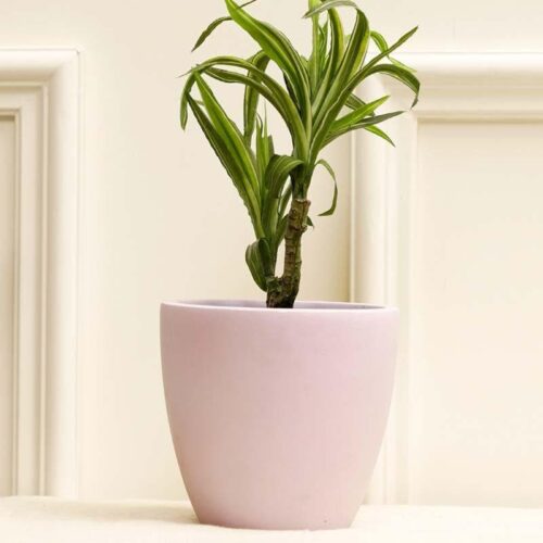 Mebu Planter