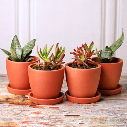Mud Haus Terracotta Planter - Set Of Four