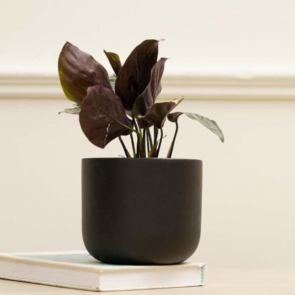 Oh-So Cute Planter- Black Oh-So Cute Planter- Black
