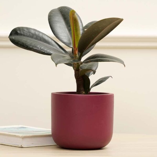 Oh-So Cute Planter- Maroon