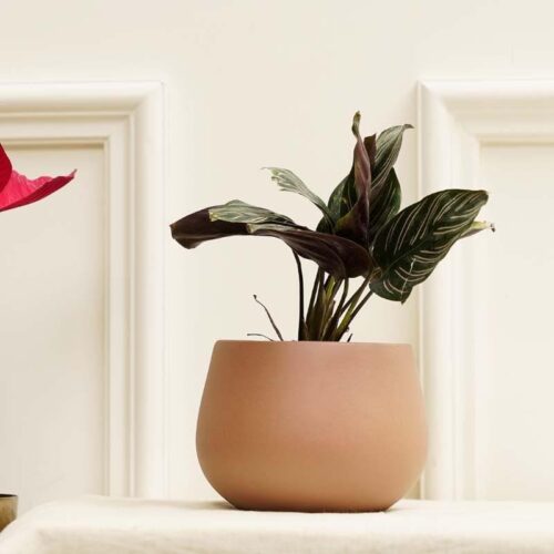 Peggy-Pogo Planter