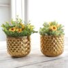 Pineapple Bite Planter - Set Of Two