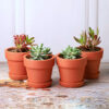 Rusticana Terracotta Planter - Set Of Four