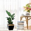 Yula Goldo Planter (Black) - Set Of Two