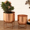 Zeren Olive Planter (Rose Gold) - Set Of Two
