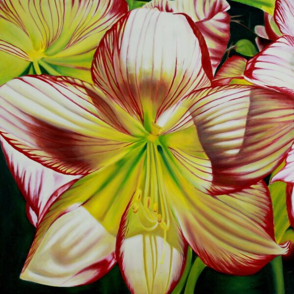 Hybrid Hibiscus Floral Art, 'Hibiscus Charm'