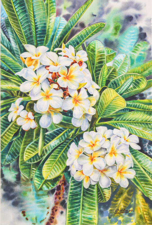 Stretched Impressionist Watercolor Painting of White Flowers, 'White Frangipani III'