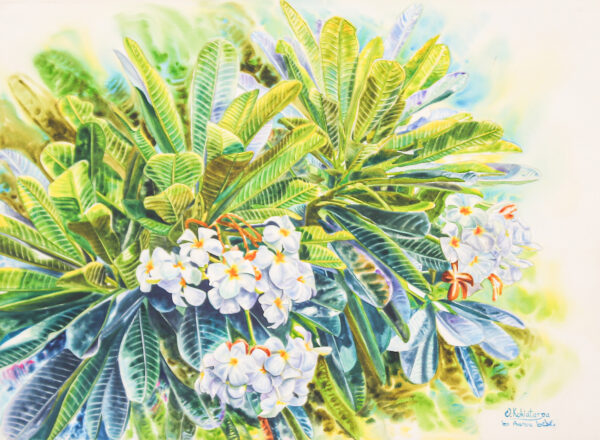 Watercolor Impressionist Painting of Frangipani Flowers, 'Frangipani Season II' Watercolor Impressionist Painting of Frangipani Flowers, 'Frangipani Season II'